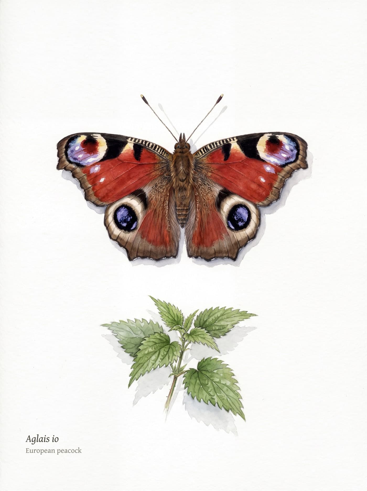 Watercolour study of the European peacock butterfly, Aglais io, above a sprig of stinging nettle